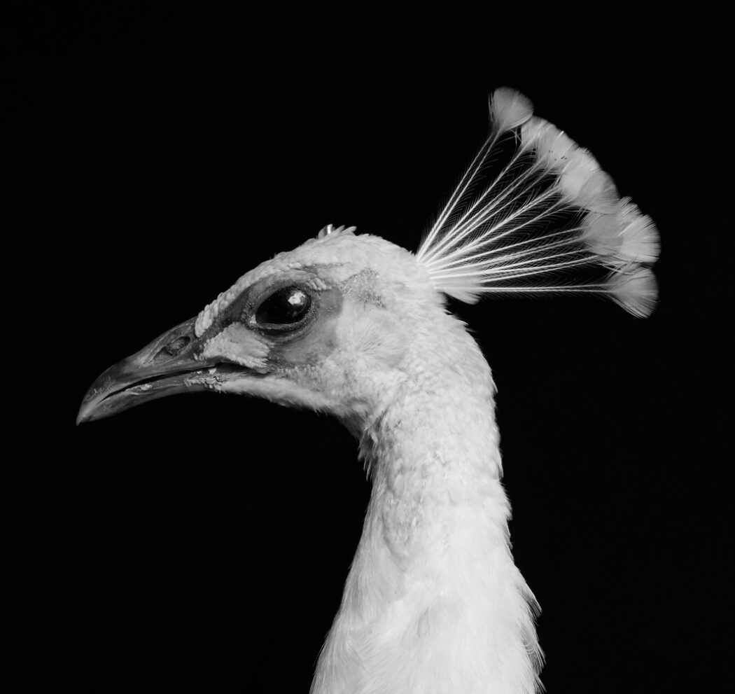SIAMESE WATER - PAÑPURI